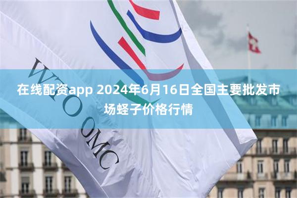 在线配资app 2024年6月16日全国主要批发市场蛏子价格行情