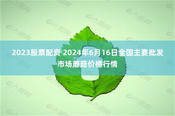 2023股票配资 2024年6月16日全国主要批发市场蘑菇价格行情