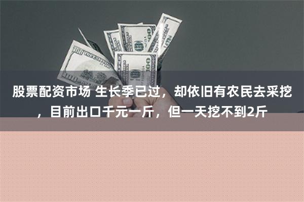 股票配资市场 生长季已过，却依旧有农民去采挖，目前出口千元一斤，但一天挖不到2斤